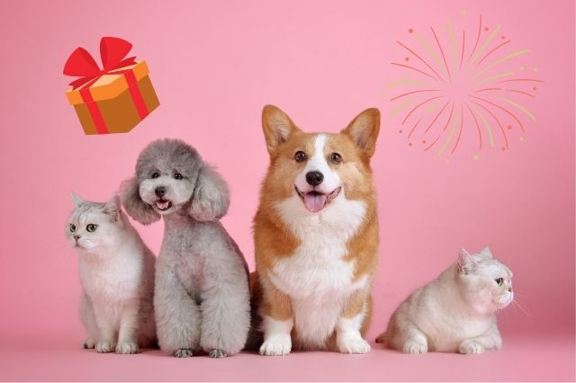 Regalos para Mascotas y Amantes de los Animales: 35 Ideas Personalizadas 1 regalo para amantes de las mascotas